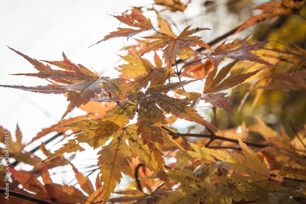 Autumn colored leaves, Japanese maple, Acer palmatum, on a sunny day Autumn colored leaves, Japanese maple, Acer palmatum, on a sunny day