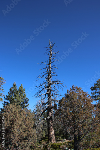 death tree in the Bryce Canyon National Park © AdobeTim82