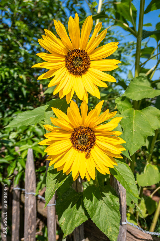 Obraz premium Sonnenblumen mit Bienen (Helianthus annuus)