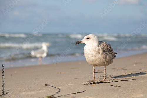 seagull © Kara