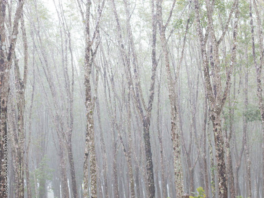 Rain in the rubber forest Rain in the rubber forest