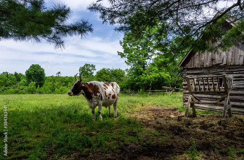 cows in a field