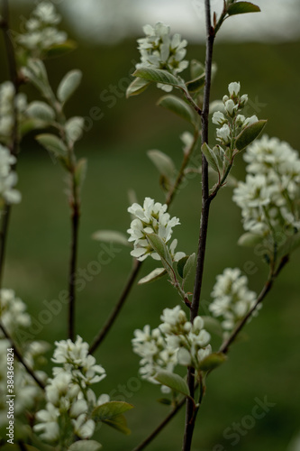 blooming wild shadberry in spring 