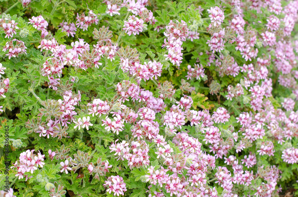 Blooming sweetscented geranium with lovely blush pink flowers with