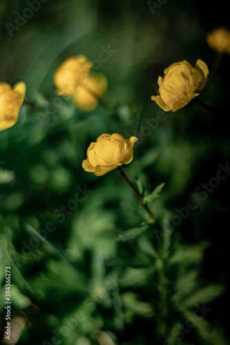 Blooming Trollius europaeus. Yellow wild flower in spring meadow.
