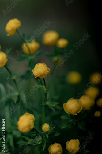 Blooming Trollius europaeus. Yellow wild flower in spring meadow.