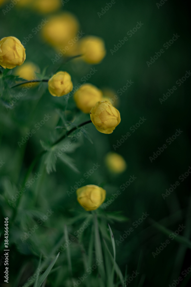 Fototapeta premium Blooming Trollius europaeus. Yellow wild flower in spring meadow.