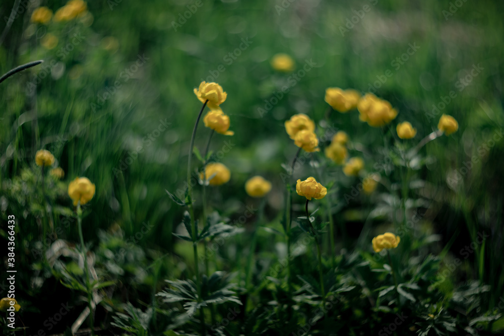 Blooming Trollius europaeus. Yellow wild flower in spring meadow. Blooming Trollius europaeus. Yellow wild flower in spring meadow.