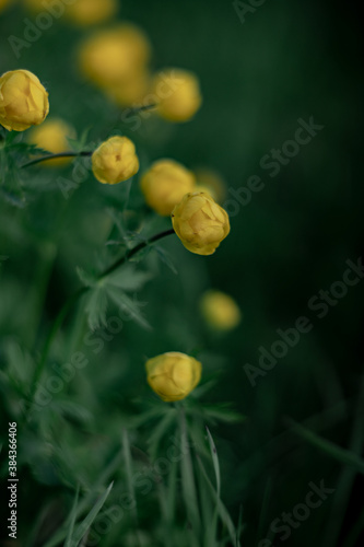 Blooming Trollius europaeus. Yellow wild flower in spring meadow.