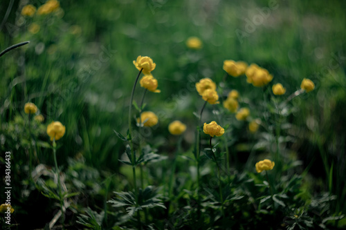 Blooming Trollius europaeus. Yellow wild flower in spring meadow.