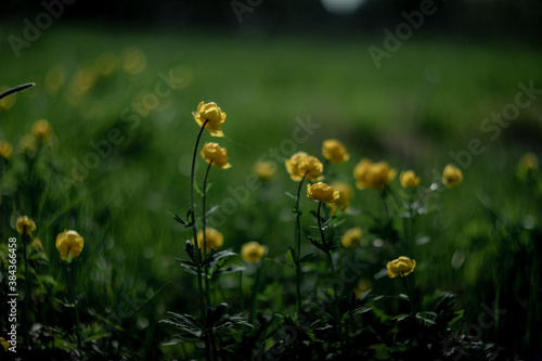Blooming Trollius europaeus. Yellow wild flower in spring meadow.