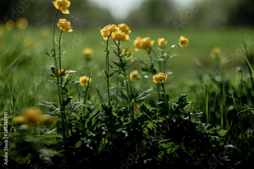 Blooming Trollius europaeus. Yellow wild flower in spring meadow.