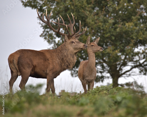 Red deer stag with a young hind.