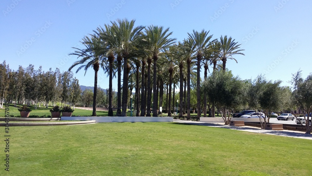 trees in the park