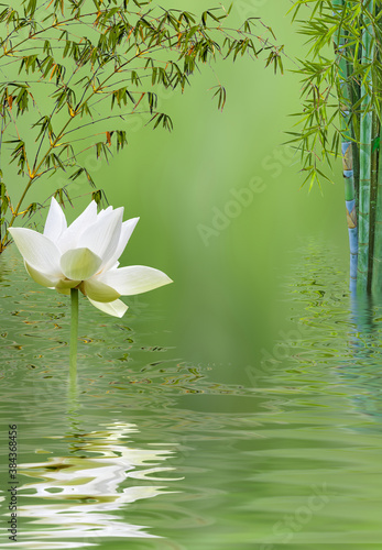 Composition aquatique zen, bambous et lotus blanc 