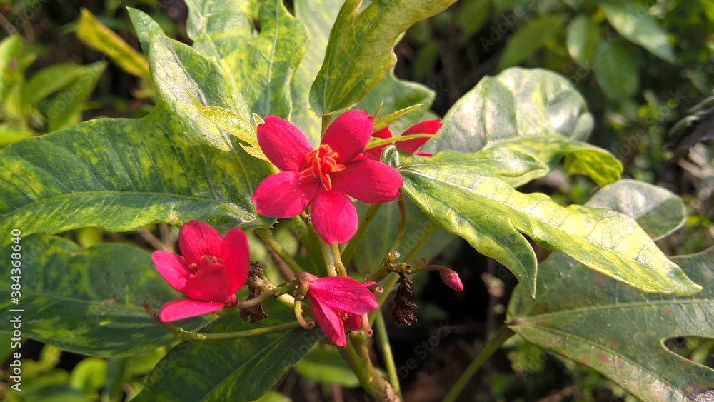 Scenic view of red color flowers and plants Scenic view of red color flowers and plants