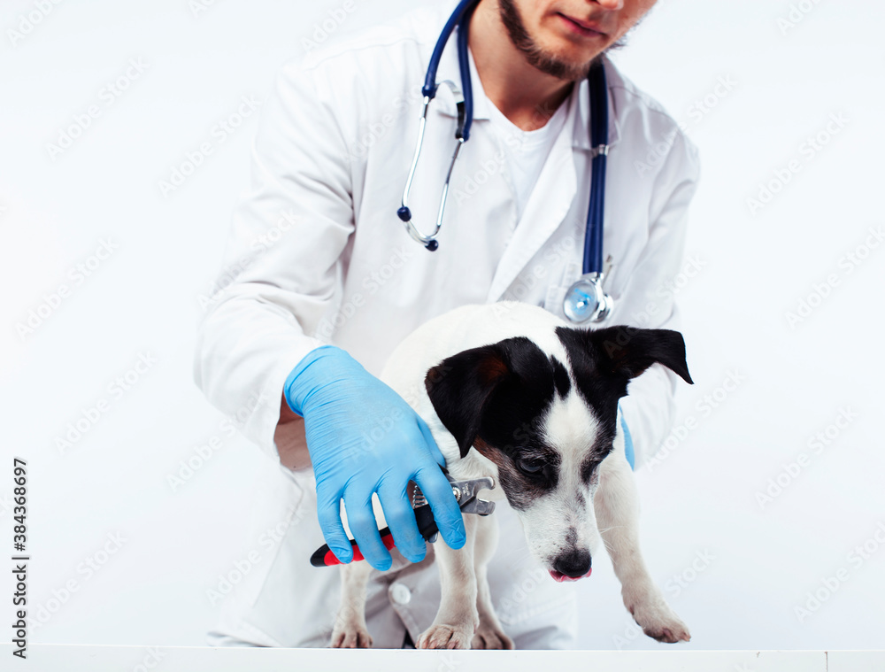 young veterinarian doctor in blue gloves examine little cute dog jack russell isolated on white background, animal healthcare concept young veterinarian doctor in blue gloves examine little cute dog jack russell isolated on white background, animal healthcare concept