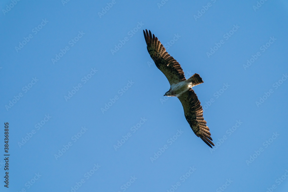 Obraz premium 渡りの途中のハチクマ