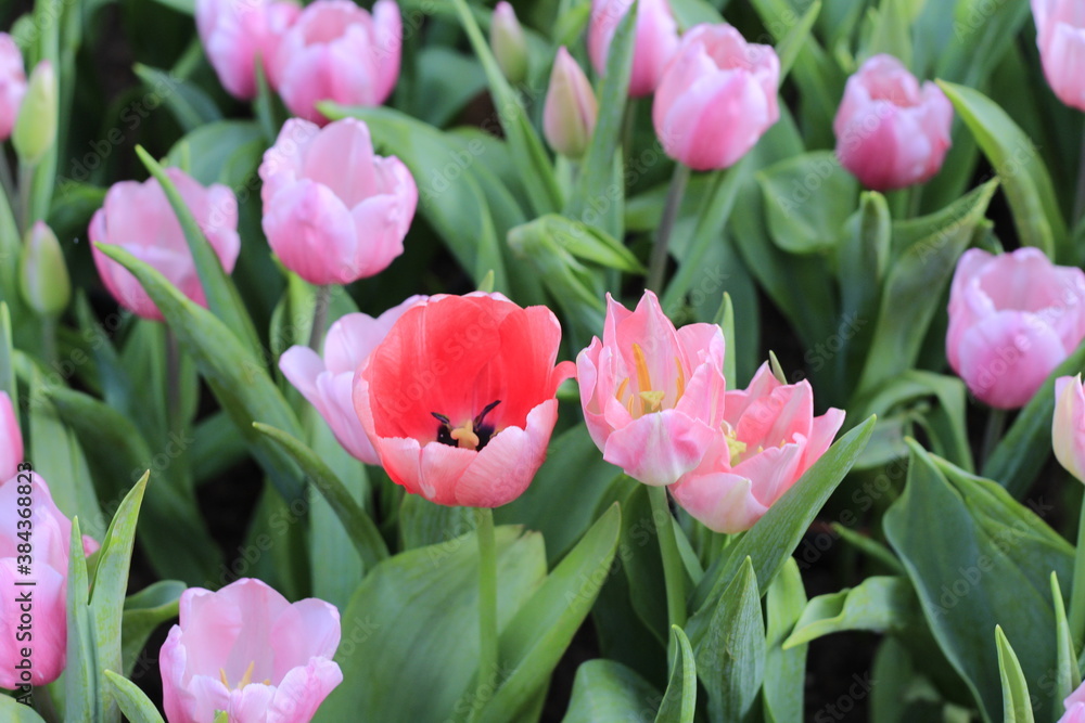 pink color flower garden beauty pink color flower garden beauty