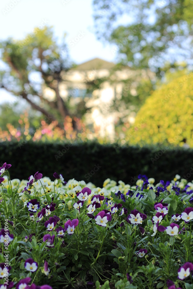 Fototapeta premium purple color flower garden beauty