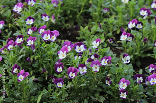 purple color flower garden beauty
