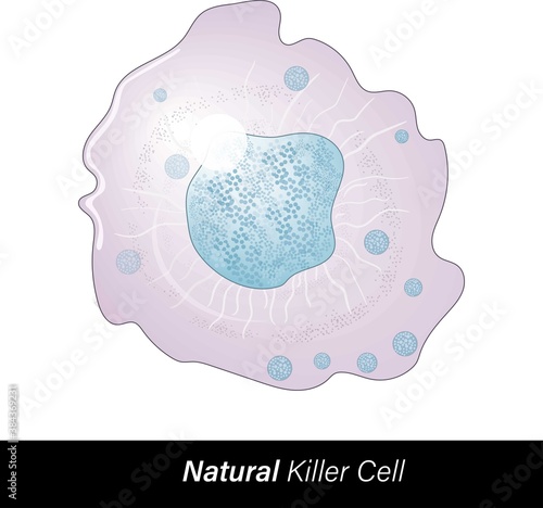 Natural killer cells are granular lymphocytes originated from bone marrow. Involved in antigen-dependent cell cytotoxicity ADCC. Function: apoptosis, anticancer, antiviral. Vector illustration. 