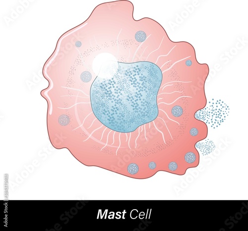 Mast cell, granulocytes has histamine, heparin, anticoagulants, originated from pluripotent stem cells through hematopoiesis. Function: allergy, anaphylaxis, anticoagulation. Undergoing degranulation 