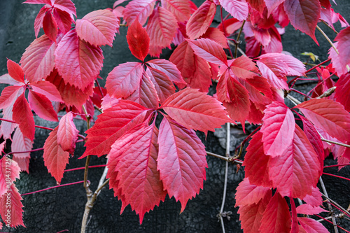 Background of colorful wild grape autumn leaves.