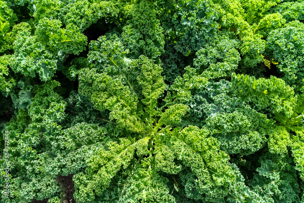 Close up of Savoy cabbage in the field