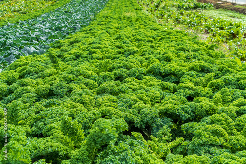 Savoy cabbage field © Olaf Gedanitz