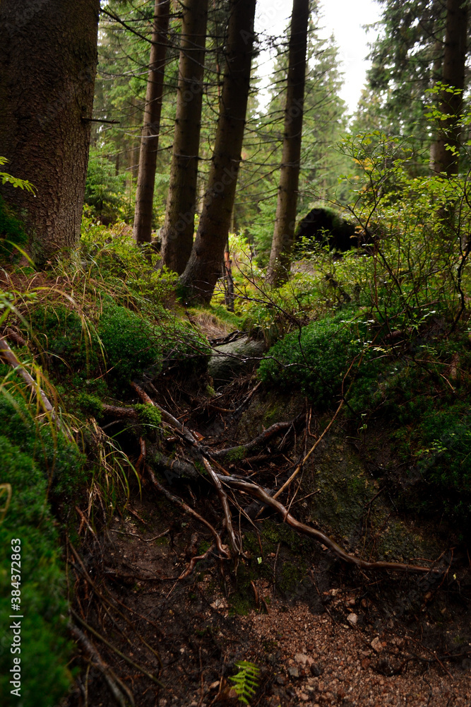 path in the forest