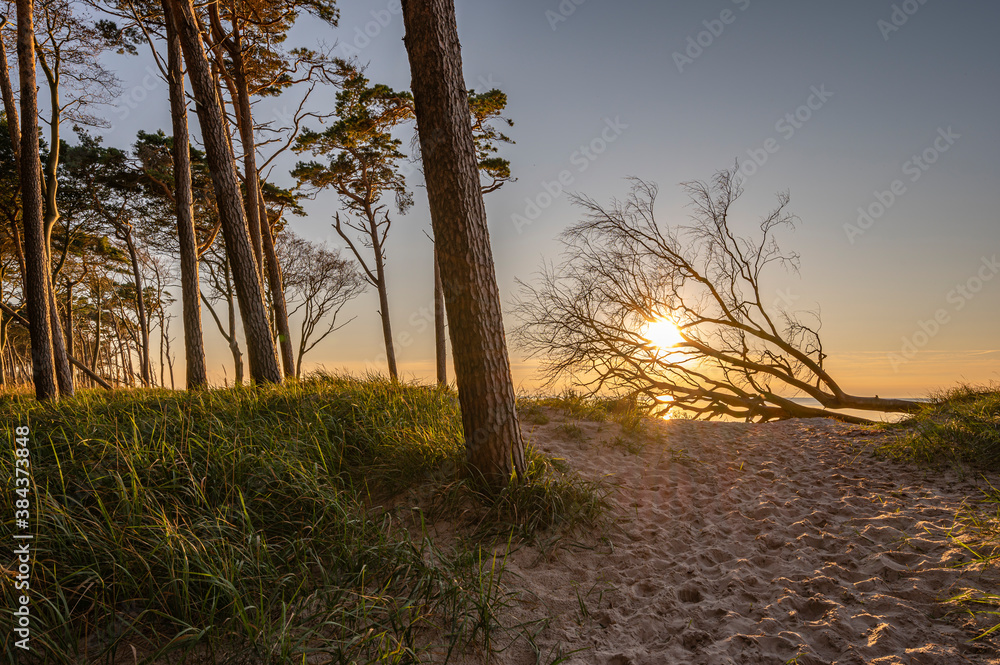 Fototapeta premium Wald trifft Meer