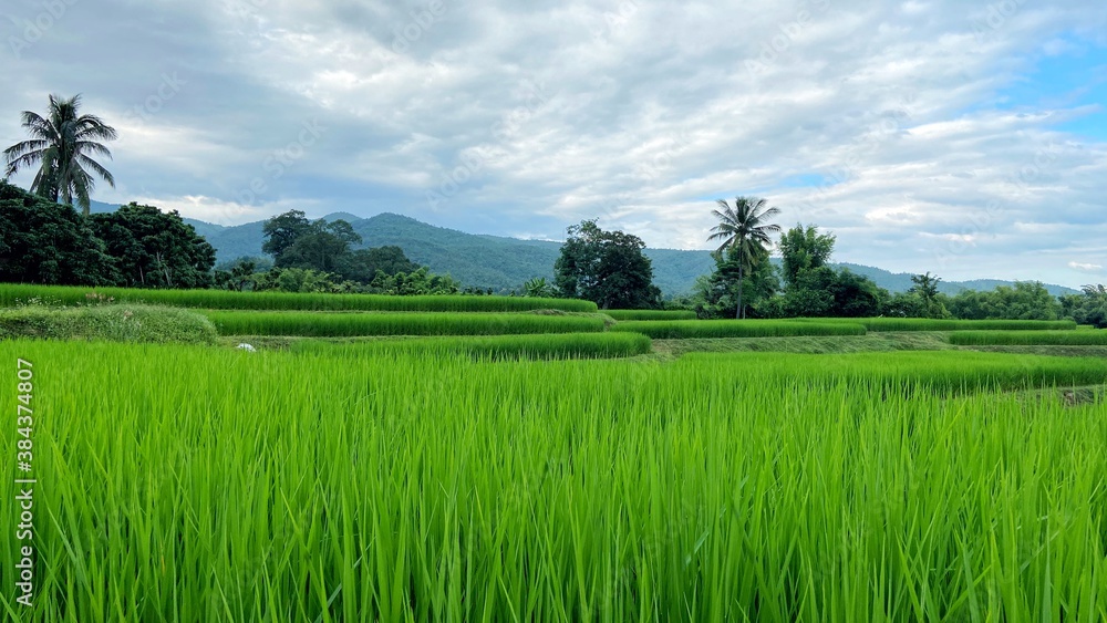 Fototapeta premium rice field