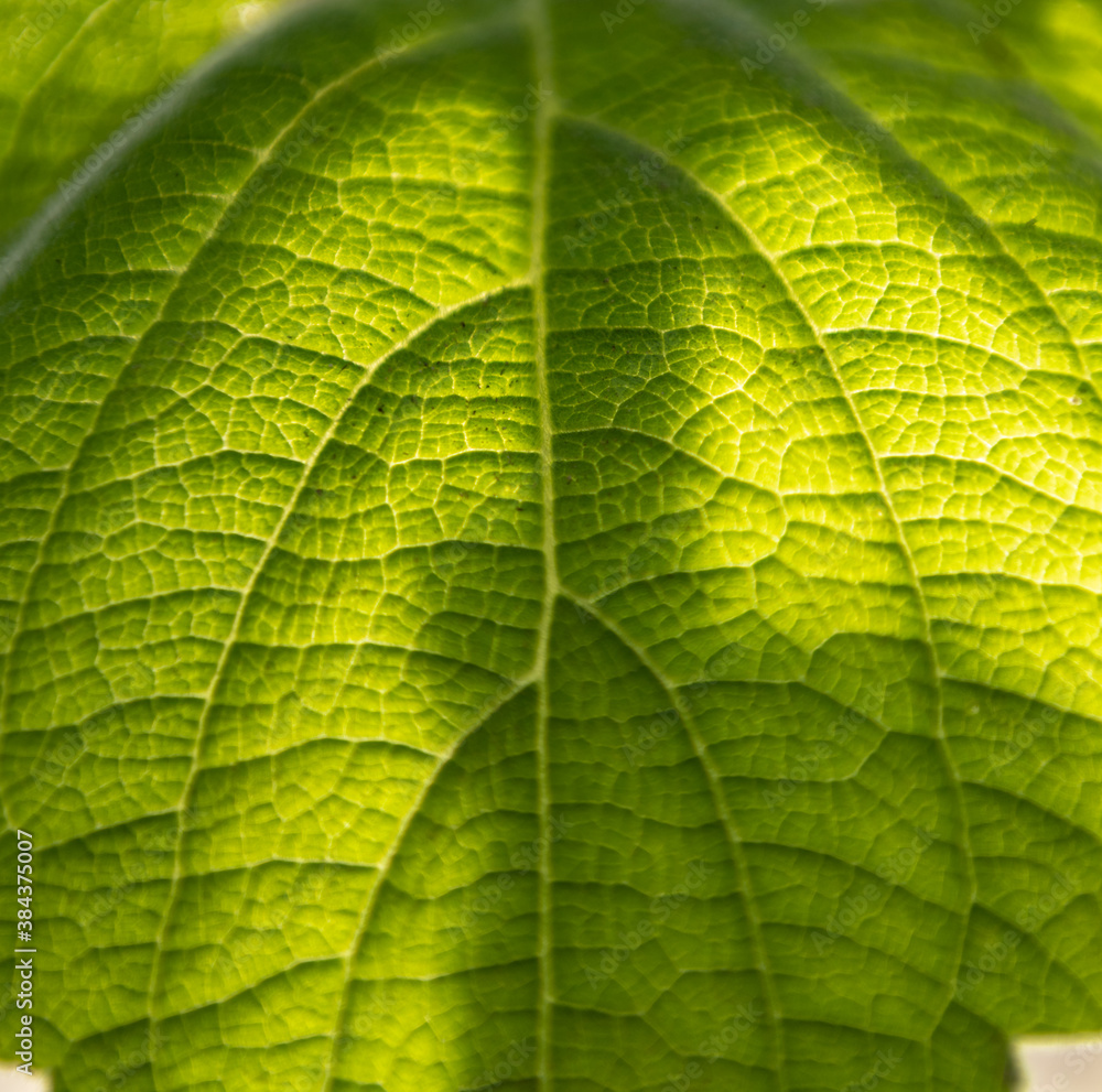 blatt von hinten angeleuchtet blatt von hinten angeleuchtet