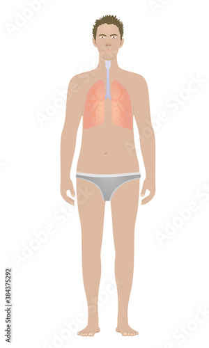Lungs isolated on standing man. vector