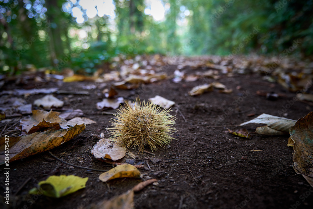 chestnut in the forest in autumn chestnut in the forest in autumn