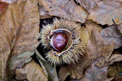 chestnut in the forest in autumn photo