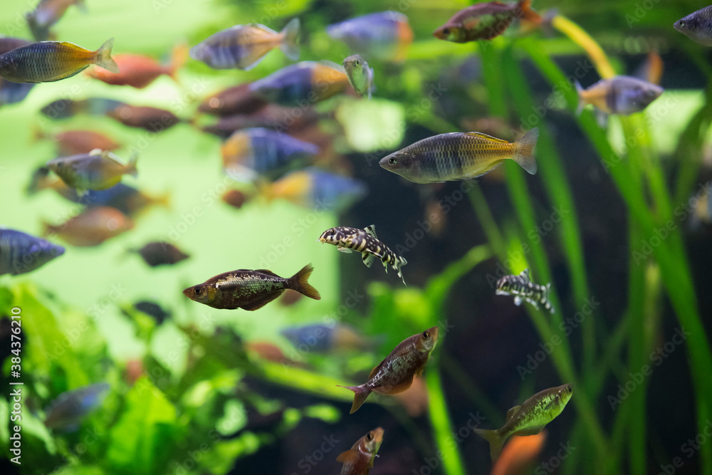 Fototapeta premium Boeseman's rainbowfish - Melanotaenia boesemani. Fish in the aquarium. Fish under water. Blur.