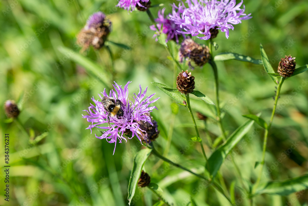 Berg-Flockenblume, Centaurea montana, Schweiz Berg-Flockenblume, Centaurea montana, Schweiz