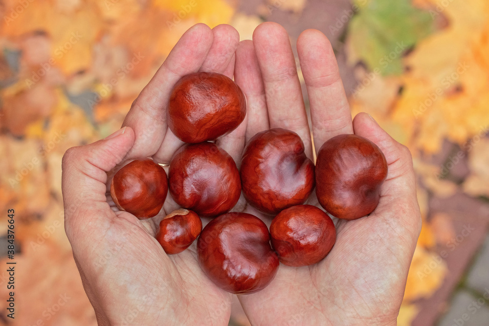 Chestnuts in women's hands on an autumn background Chestnuts in women's hands on an autumn background