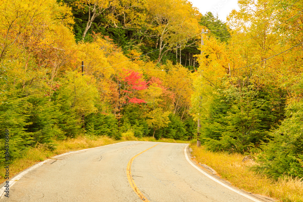 鮮やかな紅葉が美しい秋の山道
