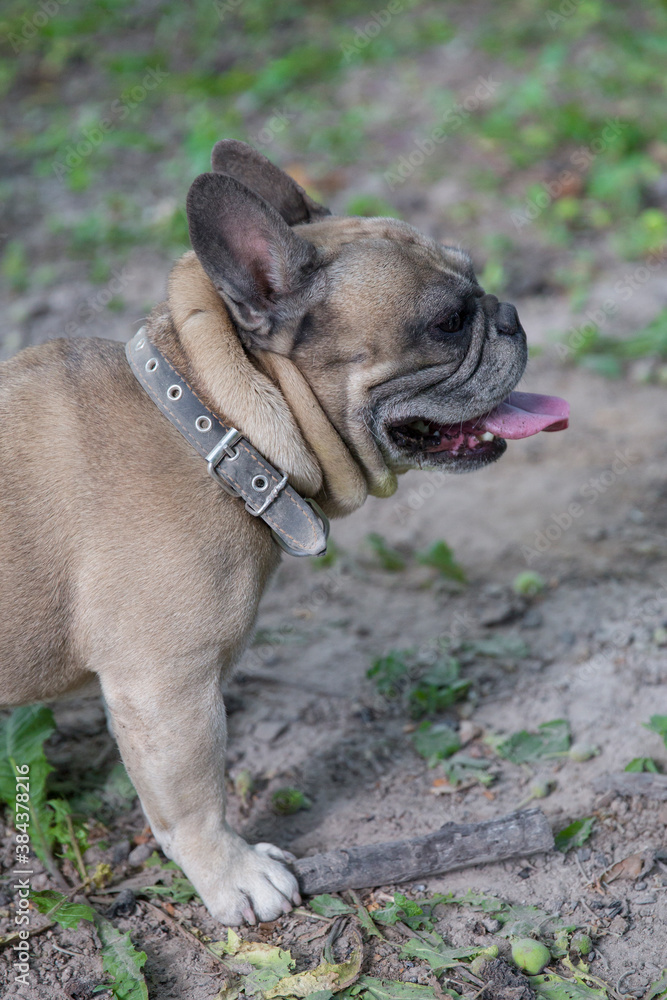 French Bulldog on a walk in the park.