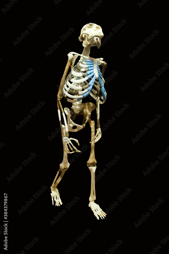 Replica of the skeleton of the Australopithecus afarensis Lucy also known as Dinknesh (Wonderful)