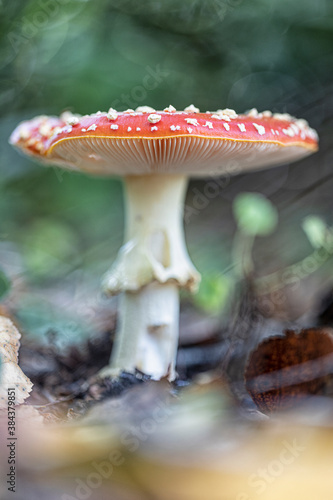 fly agaric mushroom