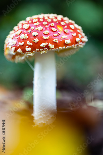 fly agaric mushroom
