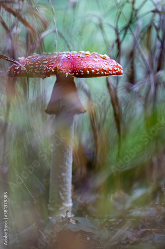 fly agaric mushroom