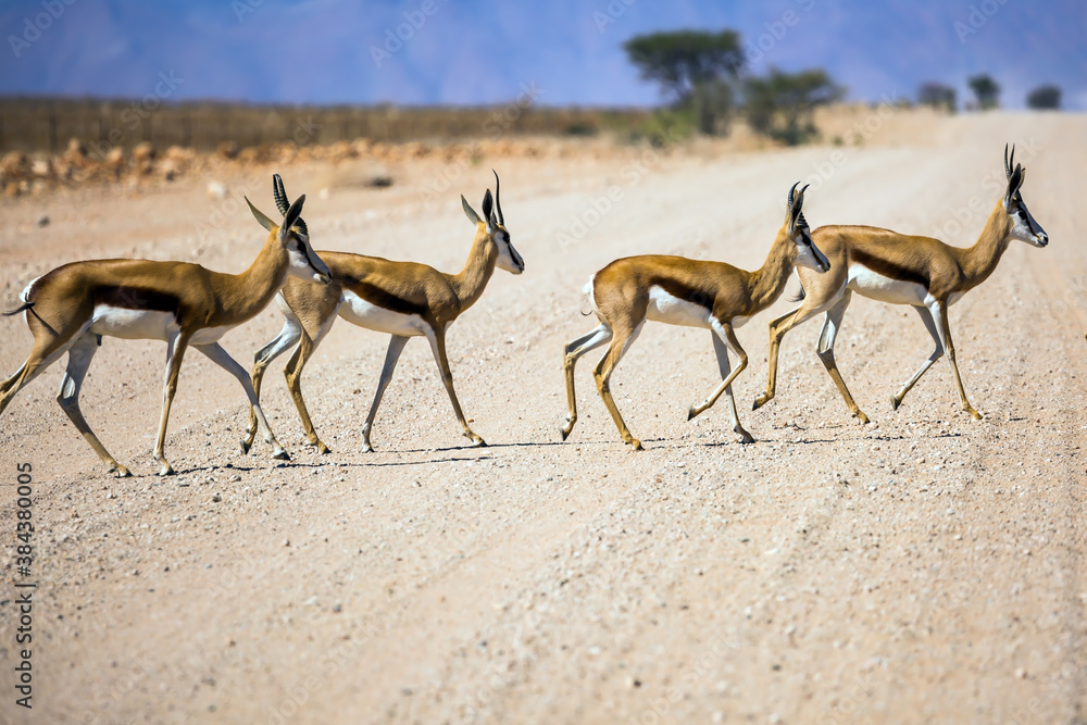 Obraz premium Small herd of impala antelopes cross the road