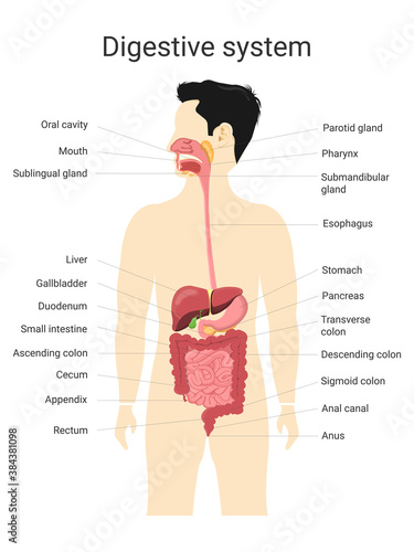 Digestive system of human with  labels. Anatomy and physiology of the human body.