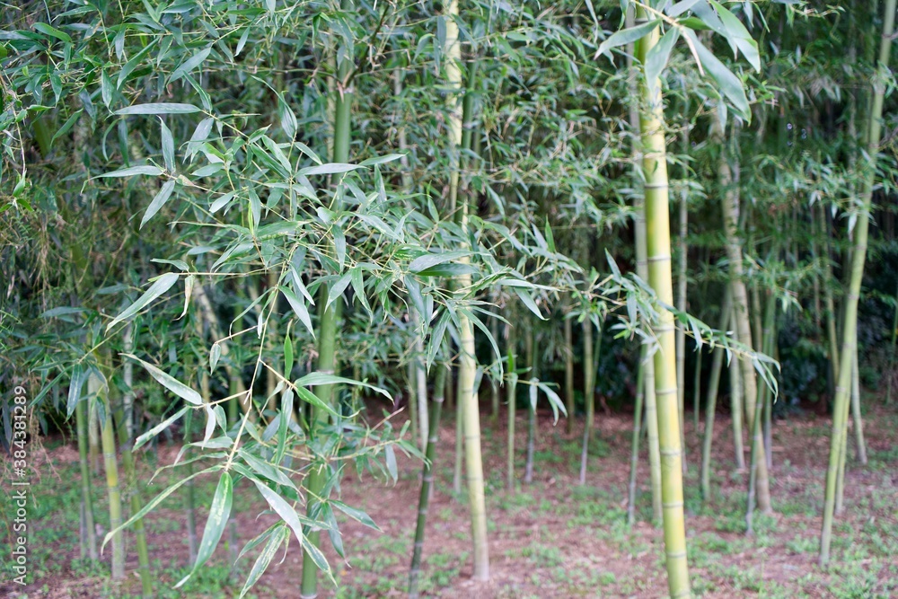 Naklejka premium The leaves of bamboo in Gifu.