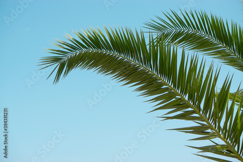 tropical green palm leaves in the blue sky